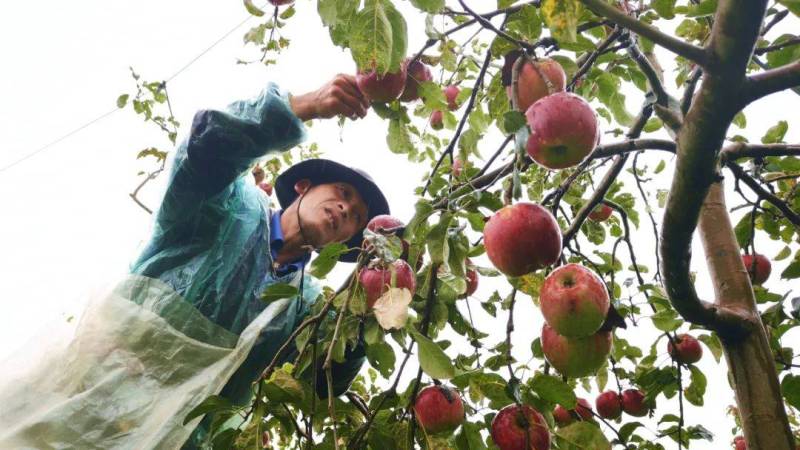 2025昭通早熟红露苹果甜脆多汁