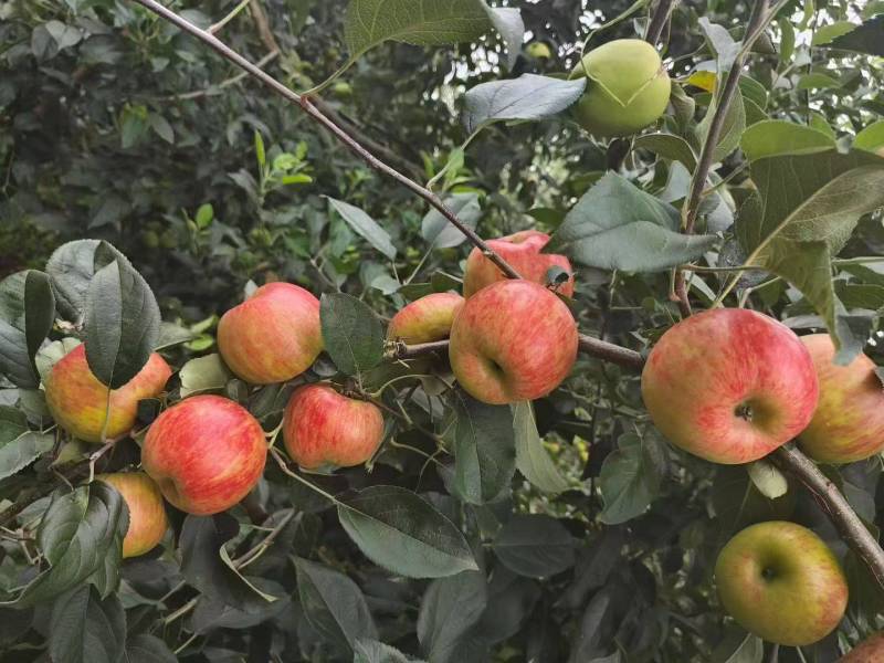 2025昭通早熟红露苹果甜脆多汁