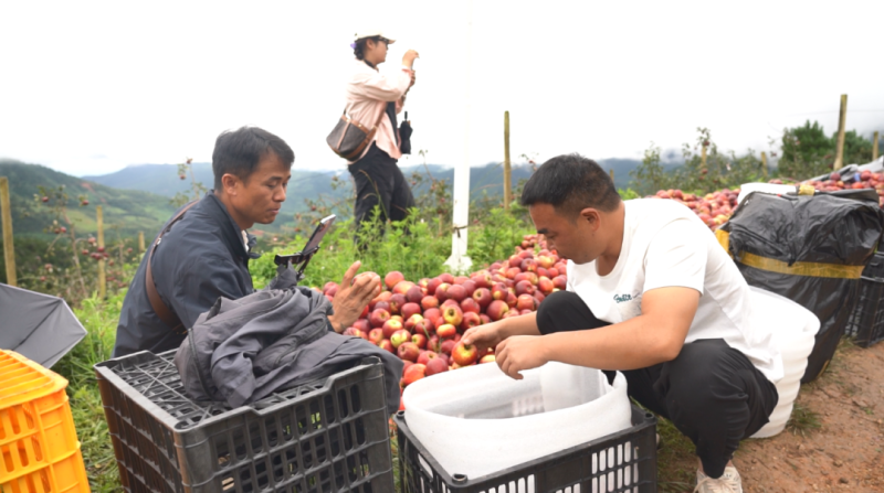 2025昭通早熟红露苹果甜脆多汁
