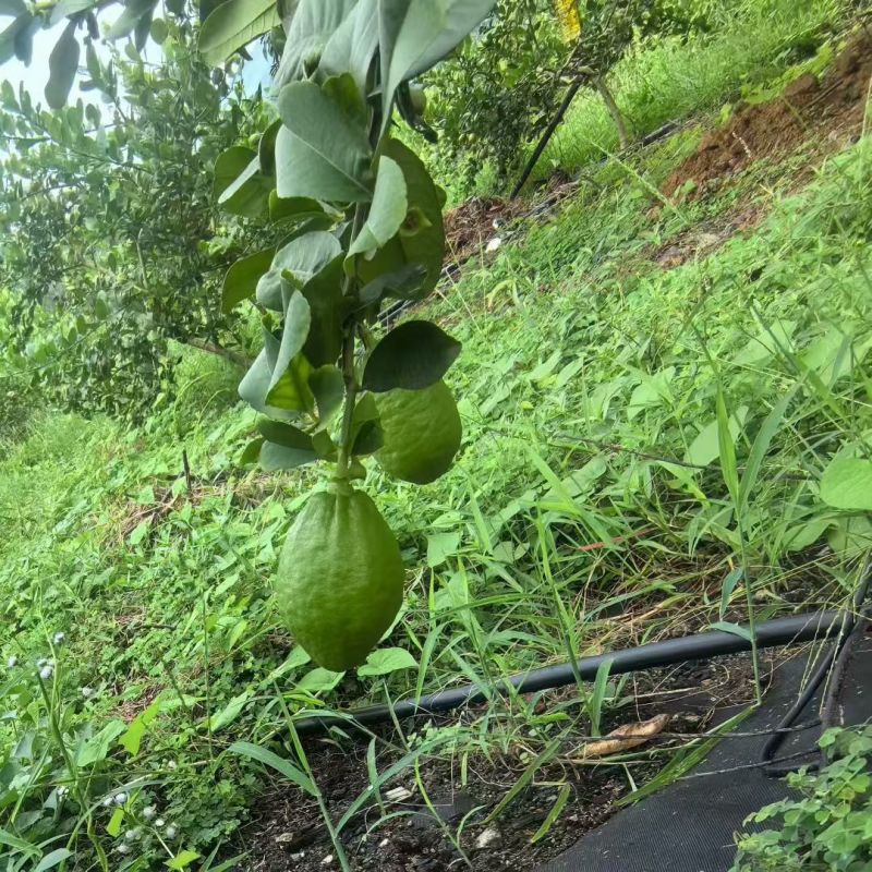 广东香水柠檬果园直供