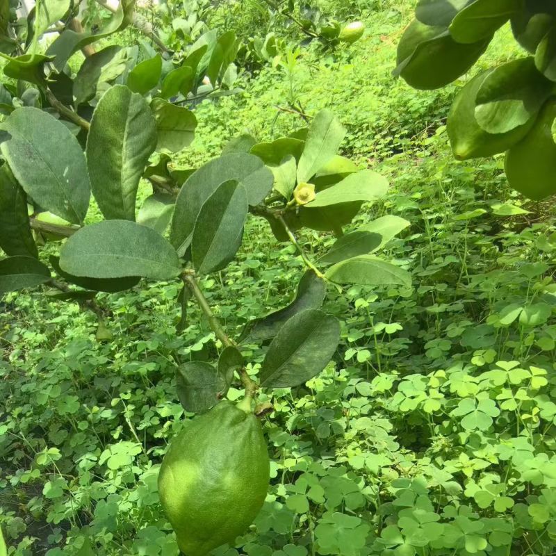 广东香水柠檬果园直供