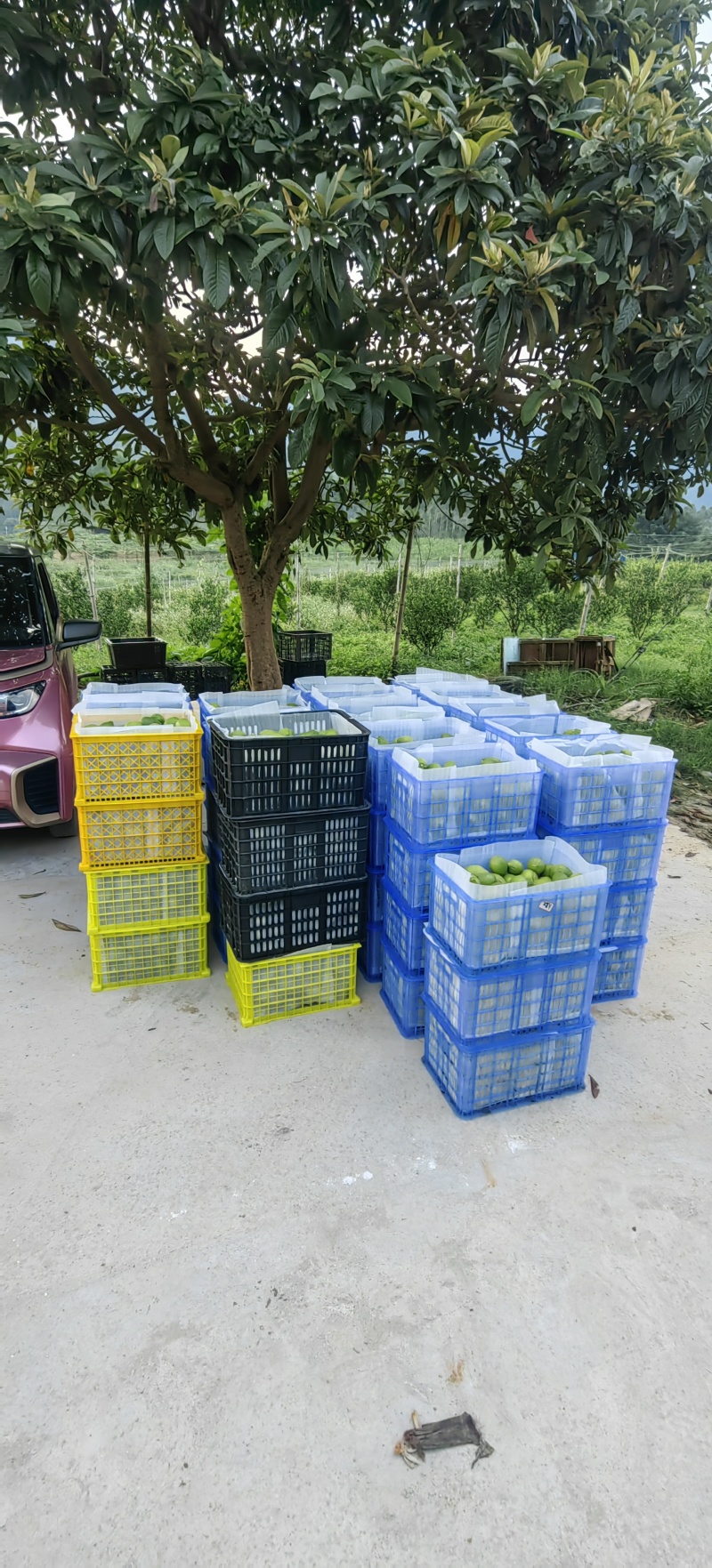 广东香水柠檬果园直供