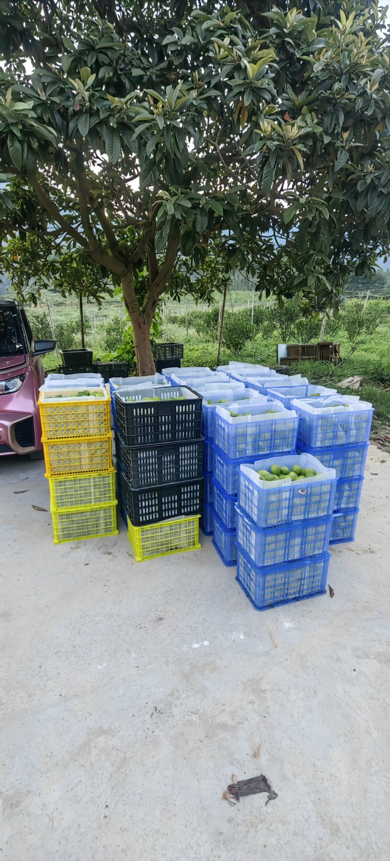 广东香水柠檬果园直供