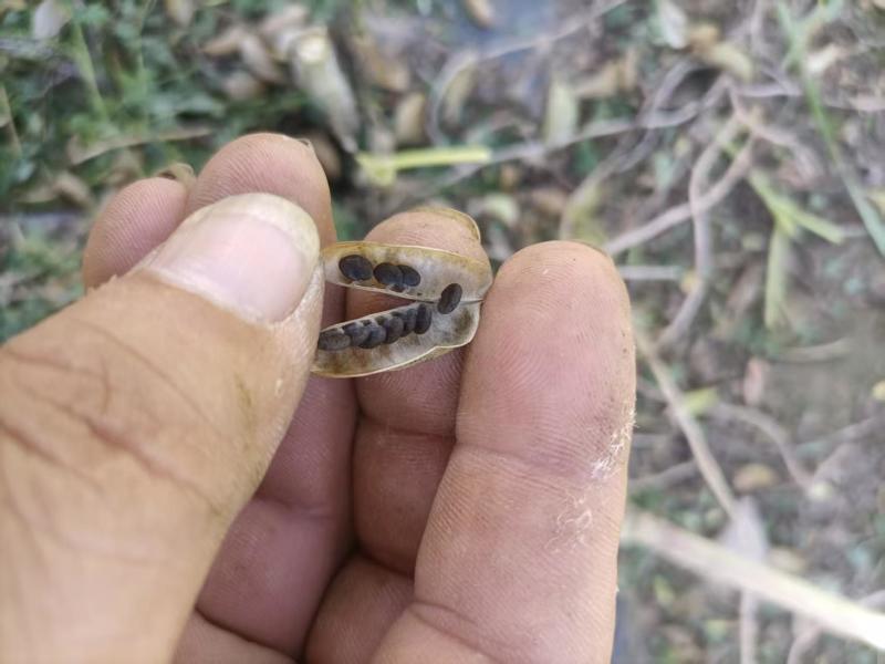（甘肃产地）黄芪籽产地直供，低杆棉芪，可视频看货。