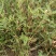 （甘肃产地）黄芪籽产地直供，低杆棉芪，可视频看货。