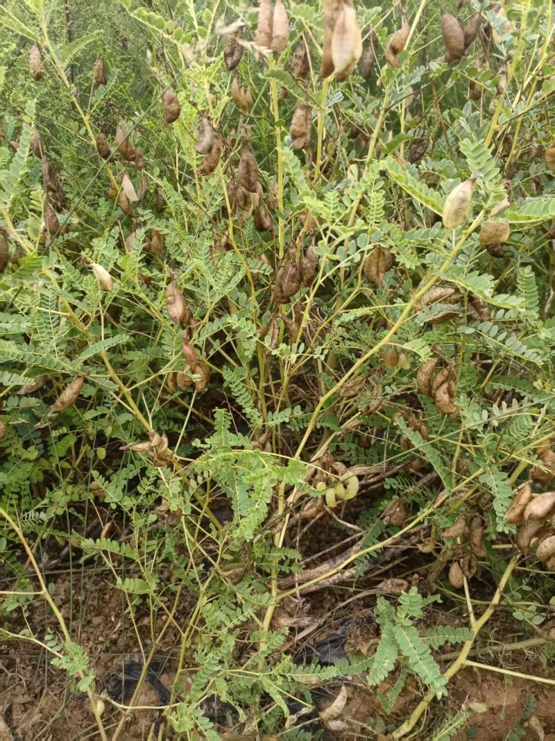 （甘肃产地）黄芪籽产地直供，低杆棉芪，可视频看货。