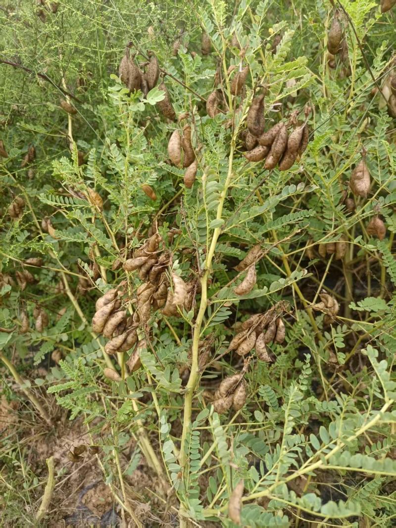 （甘肃产地）黄芪籽产地直供，低杆棉芪，可视频看货。