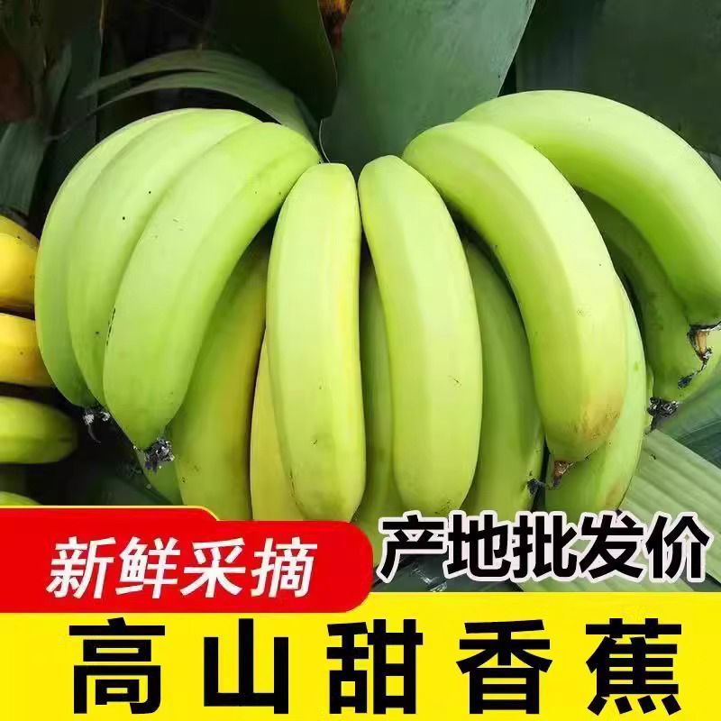 《香蕉批发》商丘柘城对接周边客商全年有货量大从优