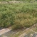 （甘肃产地）黄芪籽产地直供，低杆棉芪，可视频看货。