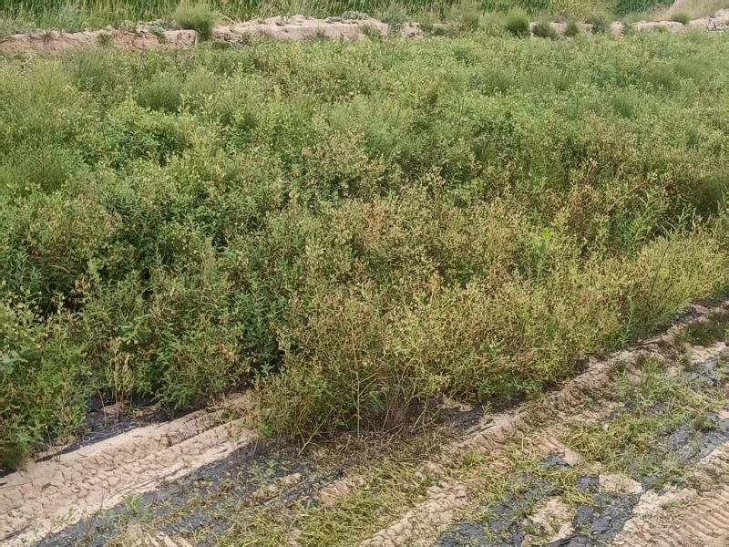 （甘肃产地）黄芪籽产地直供，低杆棉芪，可视频看货。