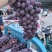 夏黑葡萄:套袋夏黑葡萄货源充足量大，冠县露天葡萄基地