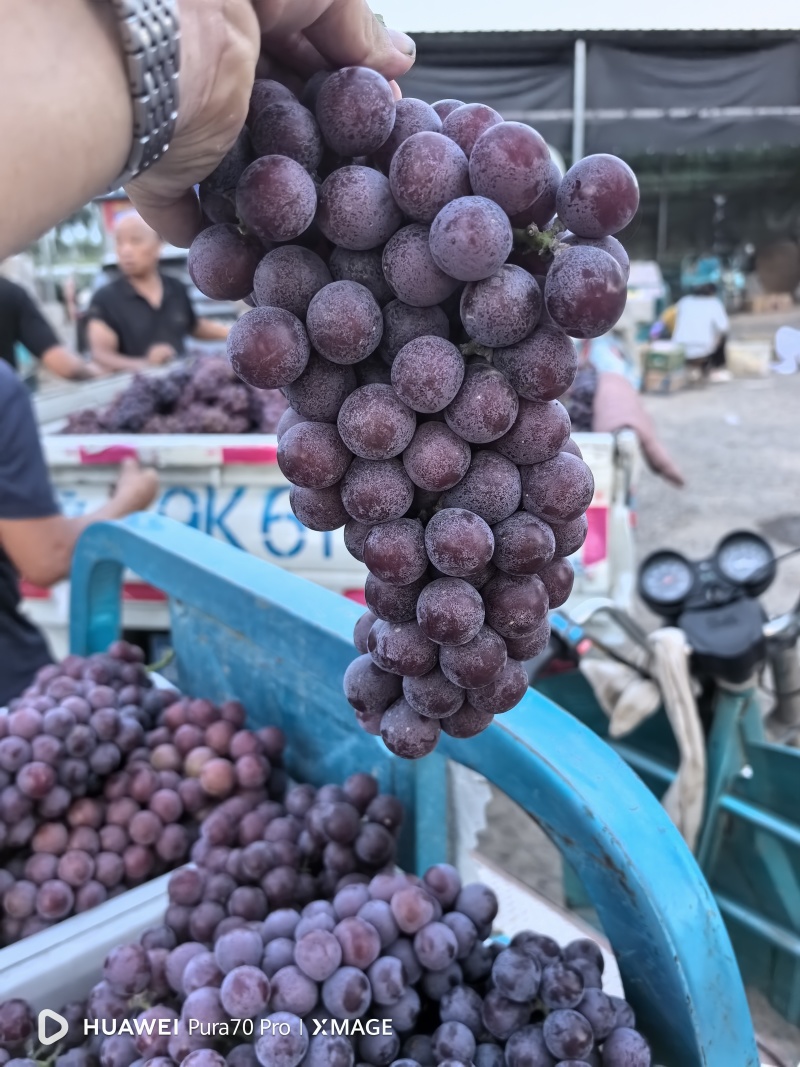 夏黑葡萄:套袋夏黑葡萄货源充足量大，冠县露天葡萄基地
