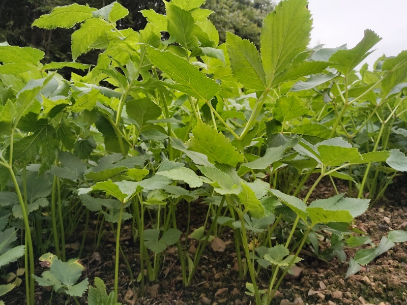 独活苗