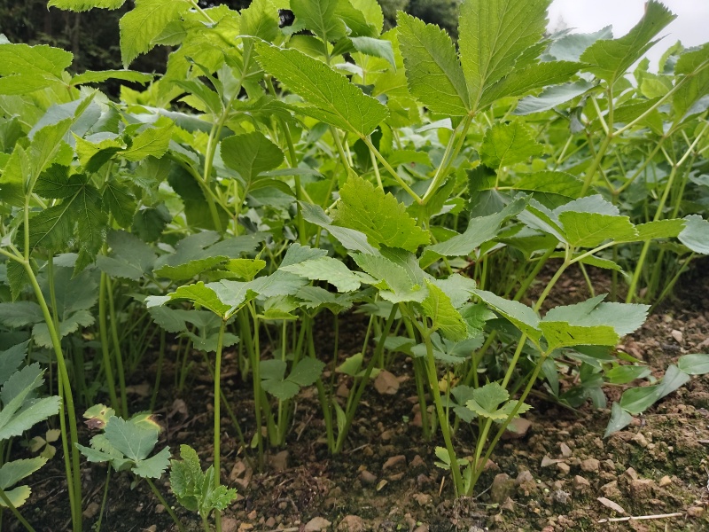 独活苗
