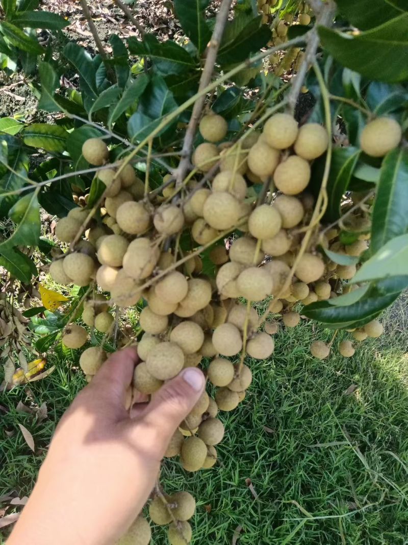 龙眼