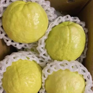 白心芭乐番石榴