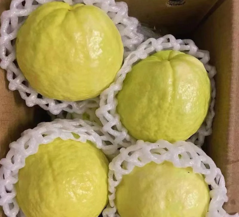 白心芭乐番石榴