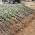 维纳斯黄金苹果苗，泰山苹果苗，众一苹果苗，华硕苹果苗