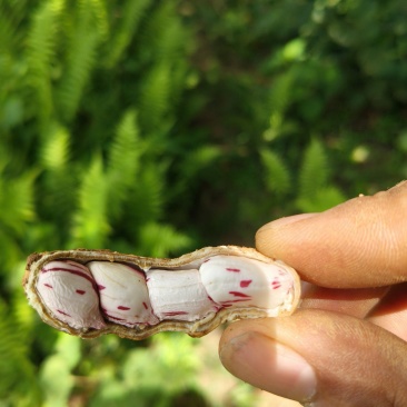云南七彩花生鲜花生产地直供量从优欢迎联系