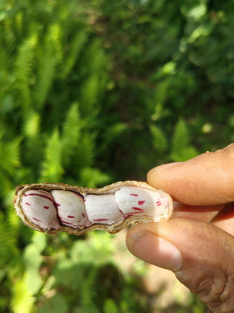 云南七彩花生鲜花生产地直供量从优欢迎联系