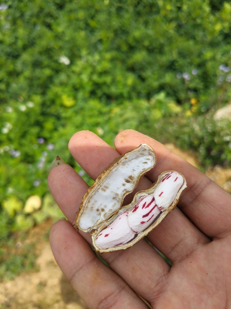 云南七彩花生鲜花生产地直供量从优欢迎联系
