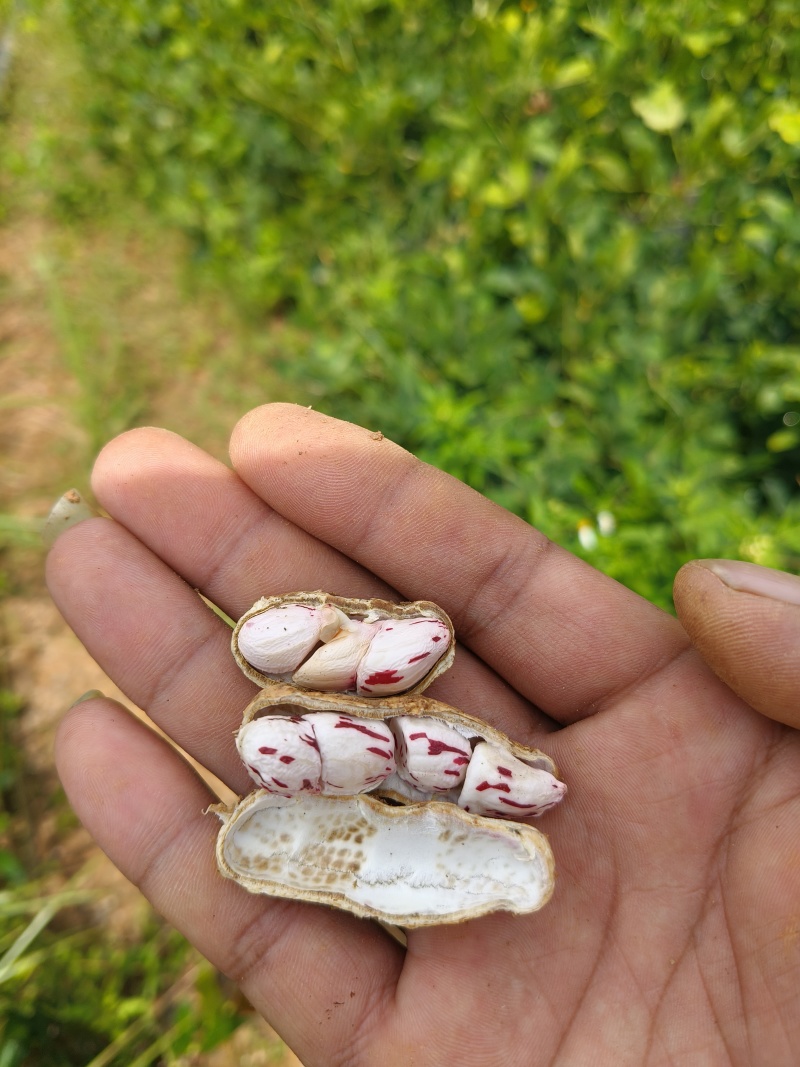 云南七彩花生鲜花生产地直供量从优欢迎联系