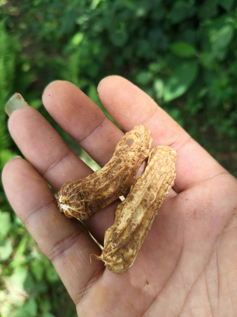 云南七彩花生鲜花生产地直供量从优欢迎联系
