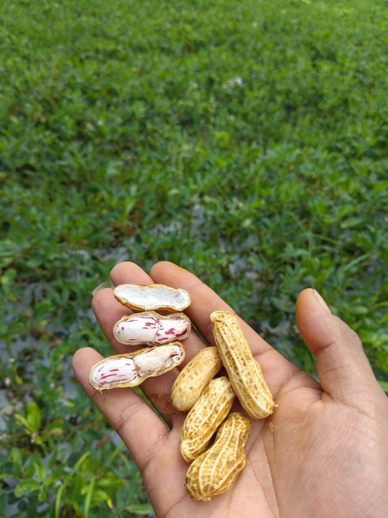 云南七彩花生鲜花生产地直供量从优欢迎联系
