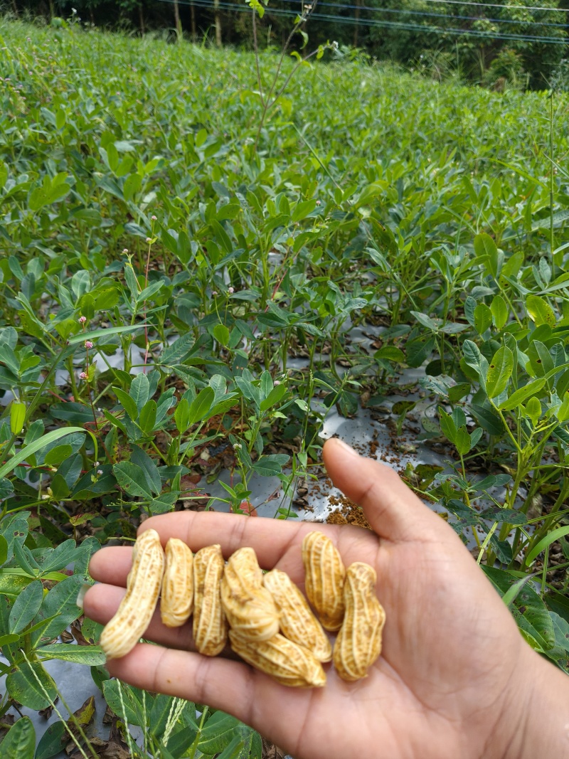 云南七彩花生鲜花生产地直供量从优欢迎联系