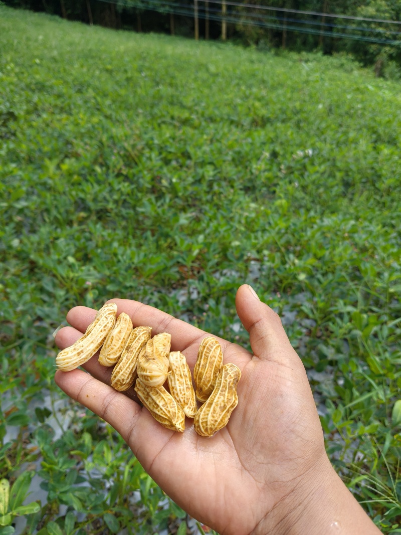 云南七彩花生鲜花生产地直供量从优欢迎联系