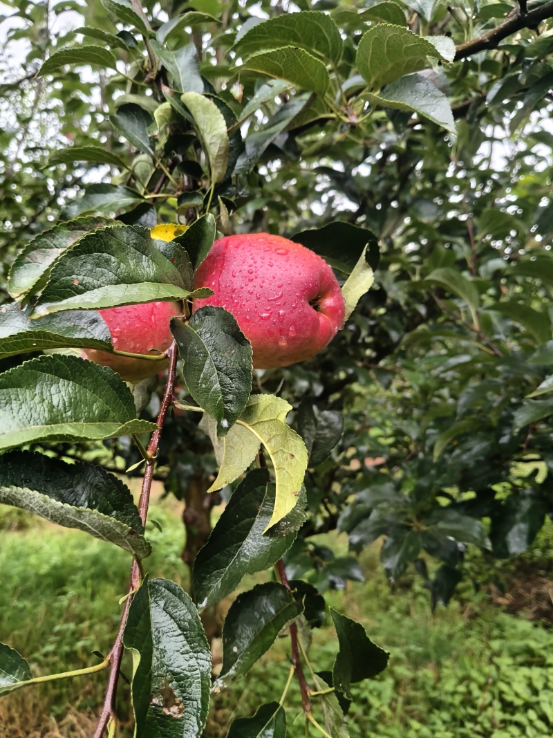 云南特早熟红糖心苹果，高山原生态种植，支持商超，一件代发