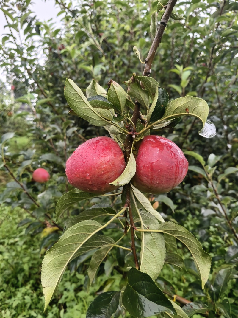 云南特早熟红糖心苹果，高山原生态种植，支持商超，一件代发