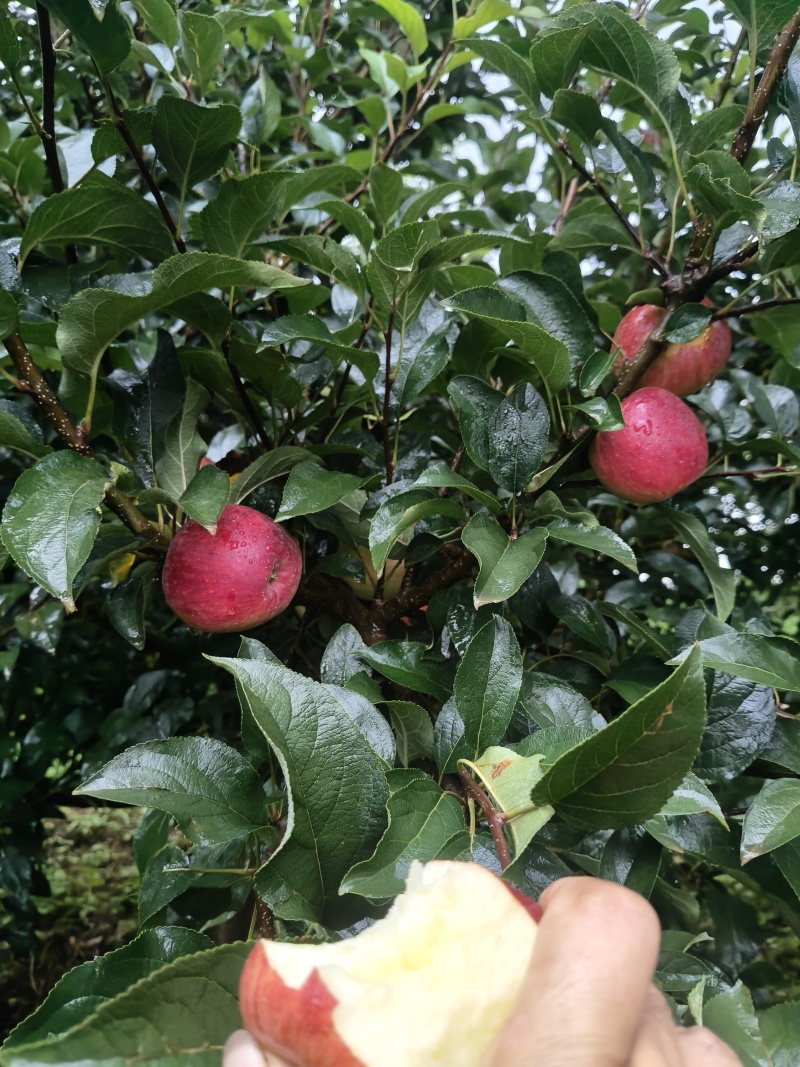 云南特早熟红糖心苹果，高山原生态种植，支持商超，一件代发