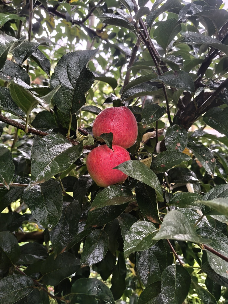 云南特早熟红糖心苹果，高山原生态种植，支持商超，一件代发