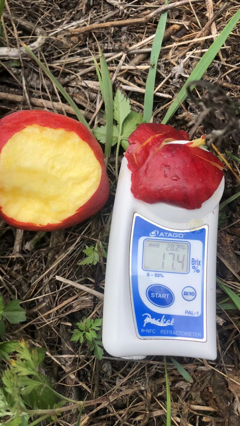 云南特早熟红糖心苹果，高山原生态种植，支持商超，一件代发