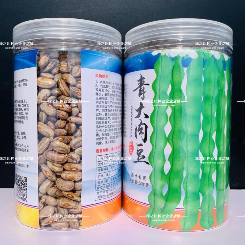 大青肉豆种子九粒青架豆种子少筋芸豆纤维少高产实心四季豆