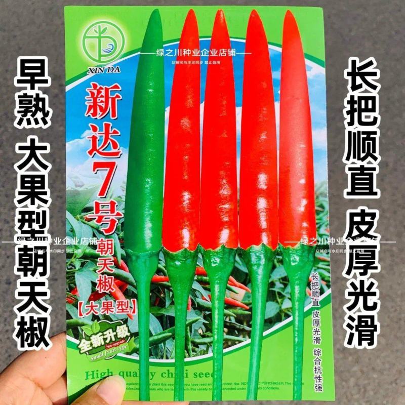新达7号朝天椒种子早熟深绿特大果朝天椒种籽长把顺直硬度好
