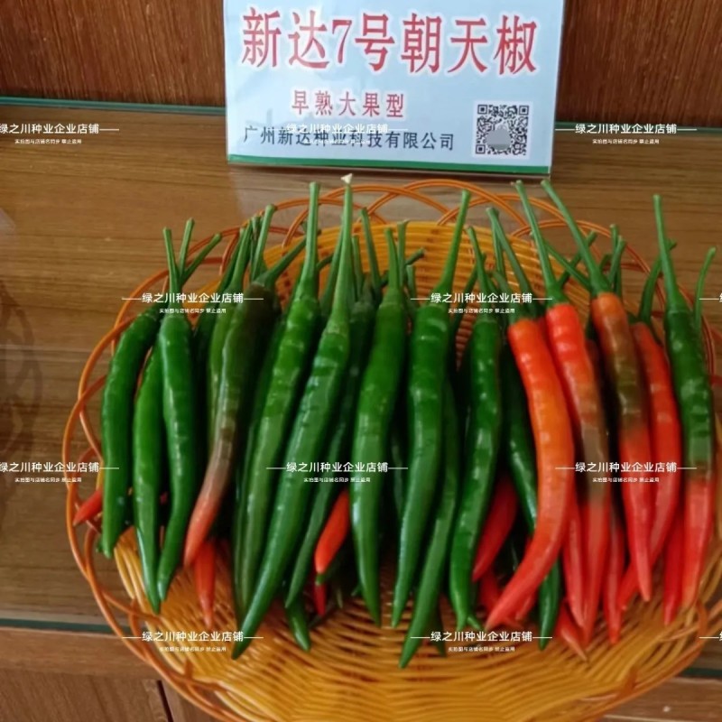 新达7号朝天椒种子早熟深绿特大果朝天椒种籽长把顺直硬度好