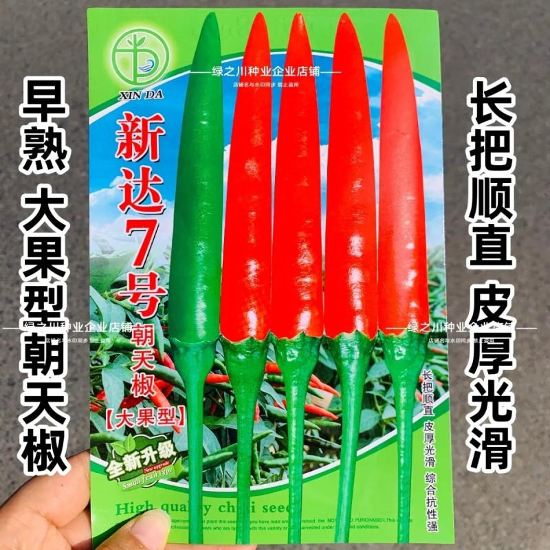 新达7号朝天椒种子早熟深绿特大果朝天椒种籽长把顺直硬度好