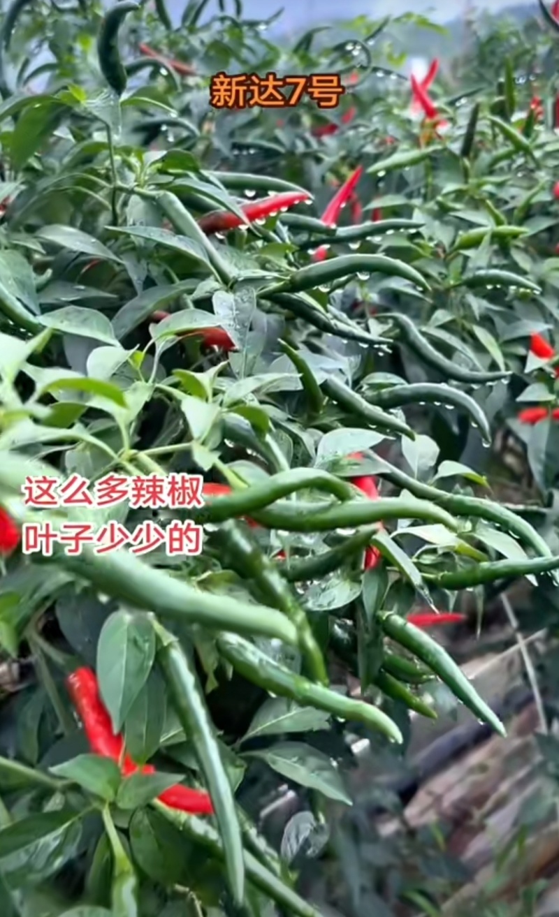 新达7号朝天椒种子早熟深绿特大果朝天椒种籽长把顺直硬度好