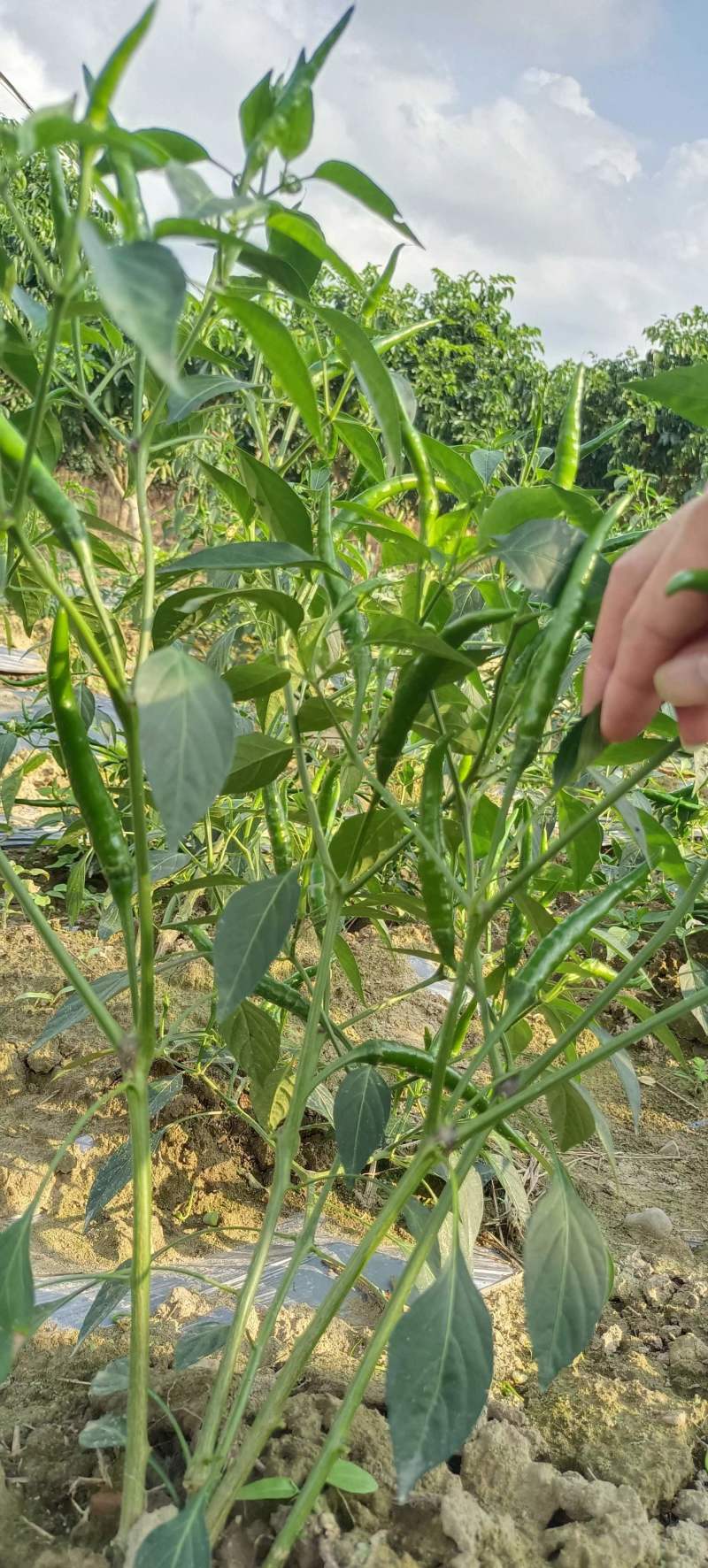 新达7号朝天椒种子早熟深绿特大果朝天椒种籽长把顺直硬度好