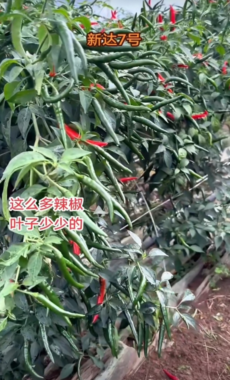 新达7号朝天椒种子早熟深绿特大果朝天椒种籽长把顺直硬度好