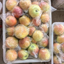 新果嘎拉苹果上市便宜一件代发电商平台对接