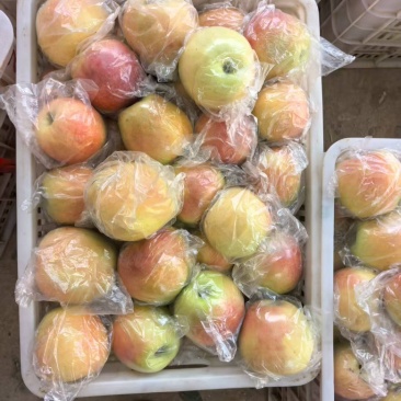 新果嘎拉苹果上市便宜一件代发电商平台对接