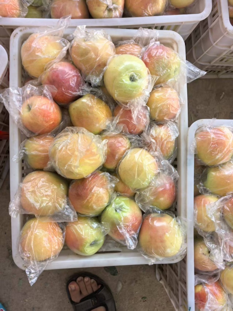 新果嘎拉苹果上市便宜一件代发电商平台对接