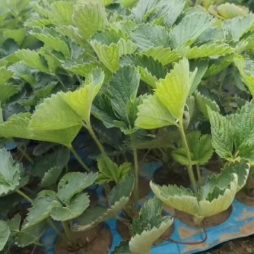 草莓苗