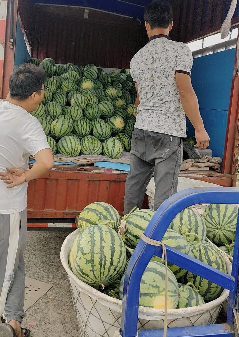 台农麒麟瓜&甘肃平凉基地直供/包熟包甜/全国发货一条龙