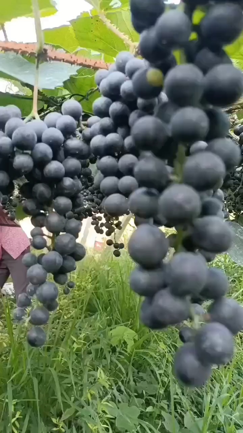 高山二号葡萄湖南怀化纯甜无酸一手货源产地直发对接商超