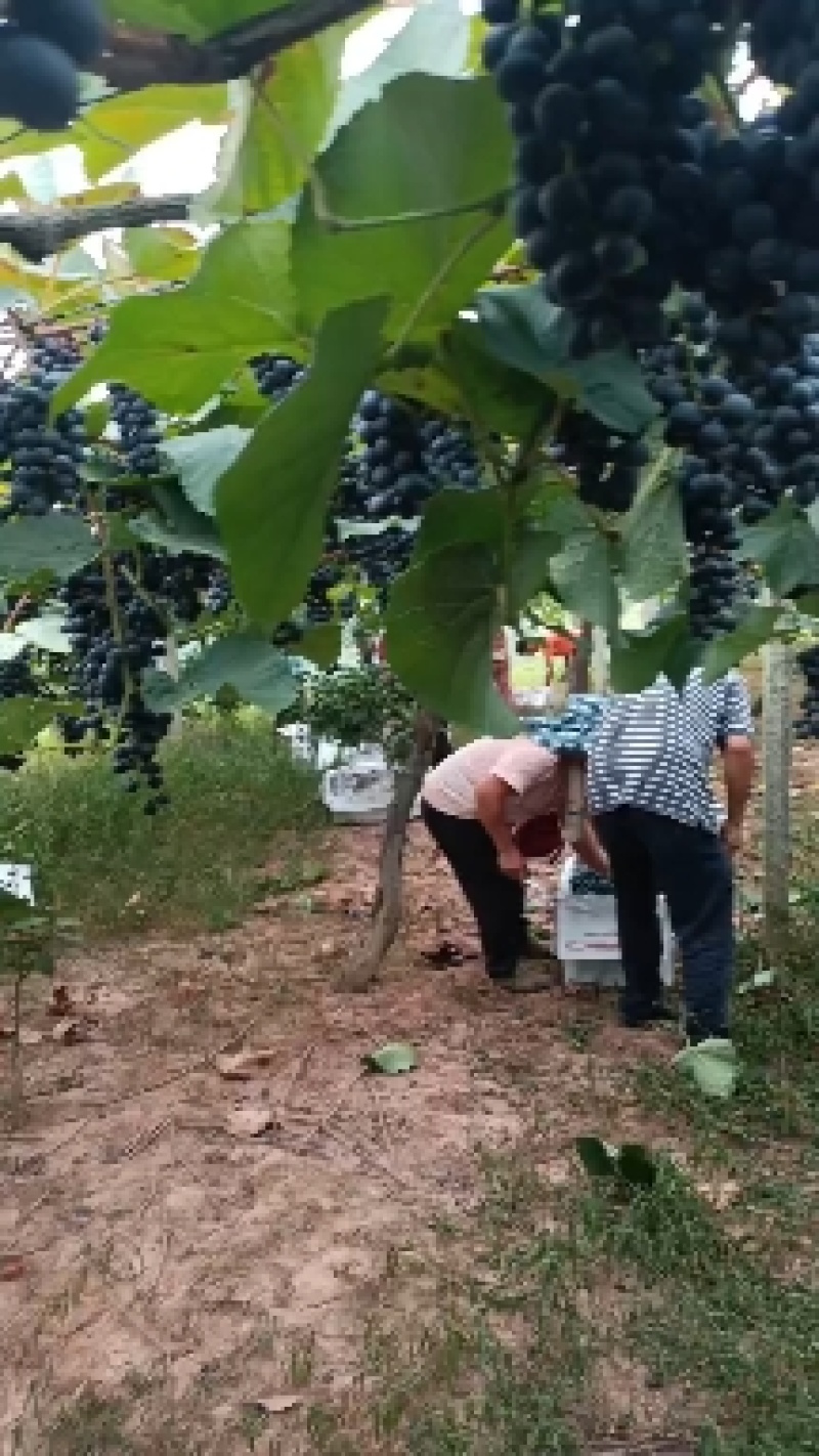 高山二号葡萄湖南怀化纯甜无酸一手货源产地直发对接商超