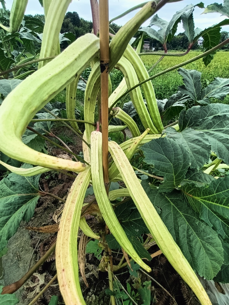 秋葵油